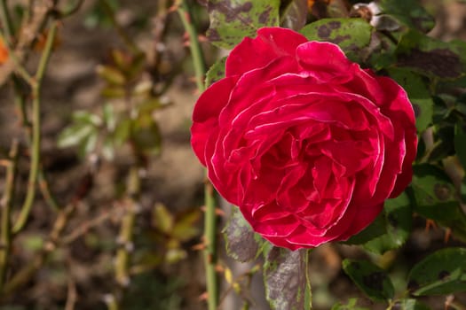 Delicate colorful rose isolated in garden with copy space. Rose isolated background wallpaper.