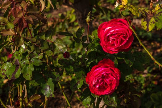 Close up of delicate colorful roses isolated in garden with copy space. Roses flowers isolated background wallpaper.