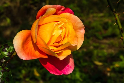 Delicate colorful rose isolated in garden with copy space. Rose isolated background wallpaper.