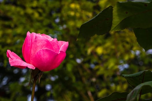 Delicate colorful rose isolated in garden with copy space. Rose isolated background wallpaper.