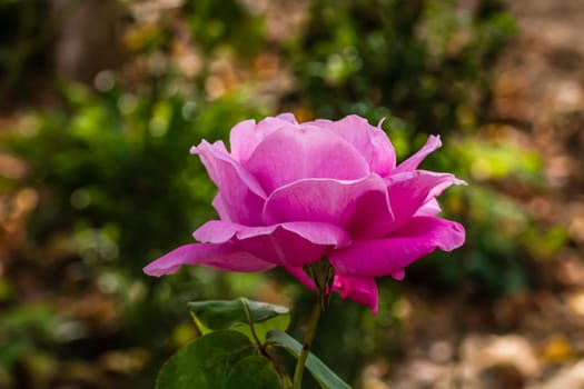 Delicate colorful rose isolated in garden with copy space. Rose isolated background wallpaper.