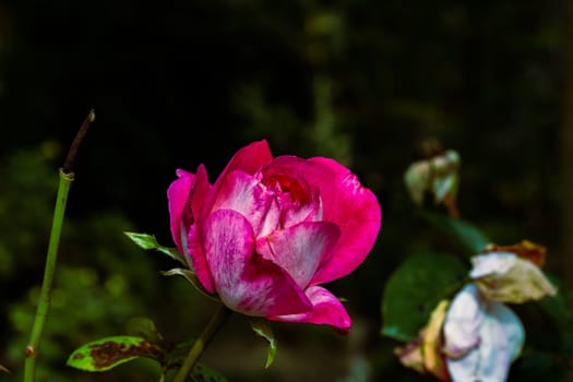 Delicate colorful rose isolated in garden with copy space. Rose isolated background wallpaper.