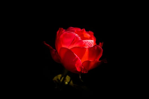 Delicate colorful rose isolated on black with copy space. Rose isolated background wallpaper.