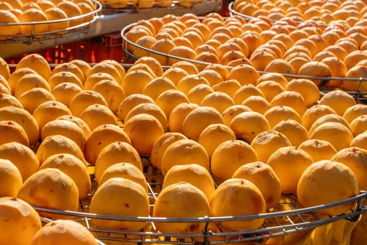 Making process of sun exposuring drying peeled dried persimmon in a sieve, autumn preserved food concept.