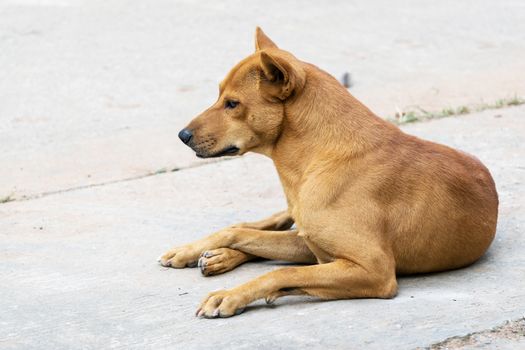 Thailand brown male dog breed.