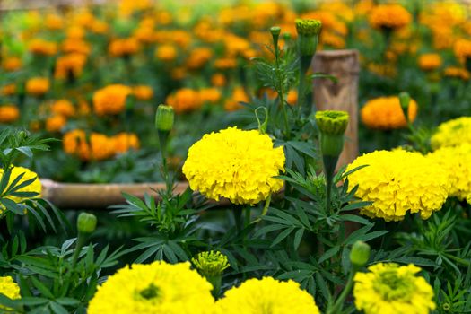 Beautiful and colorful golden yellow marigold flower.