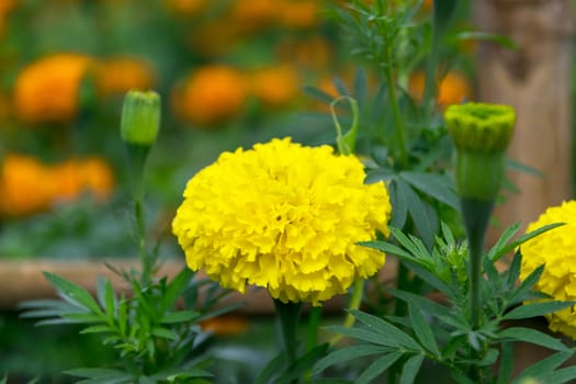 Beautiful and colorful golden yellow marigold flower.