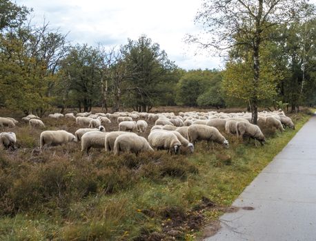 flock of sheep grazing in national park de veluwe in holland