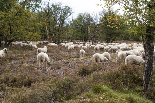 flock of sheep grazing in national park de veluwe in holland