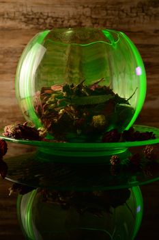 A uranium depression glass rose bowl under an ultraviolet light to reflect its bright green glow that is filled with aromatic potpourri flower mixture.