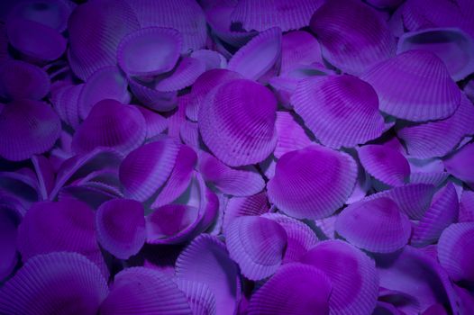 A group of sea shells are shown here under an ultra violet light source only.