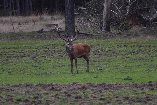male red deer in the wild in national park de veluwe with the forest as background