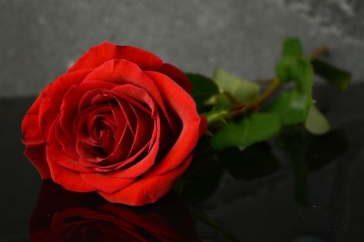 A fresh red rose laying on a dark reflective surface.