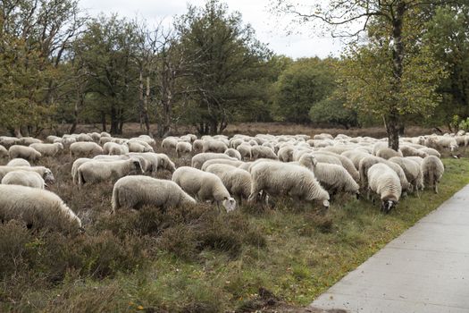 flock of sheep grazing in national park de veluwe in holland