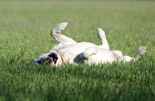 yellow labrador playing in the park