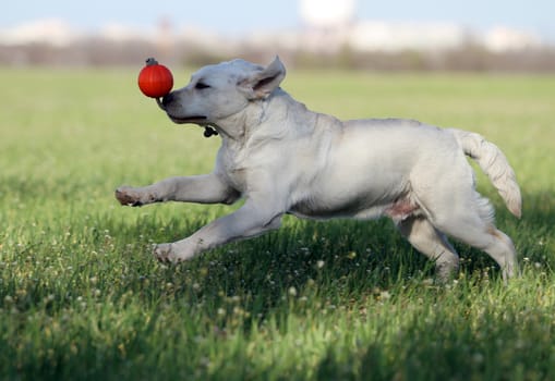 nice yellow labrador playing in the park