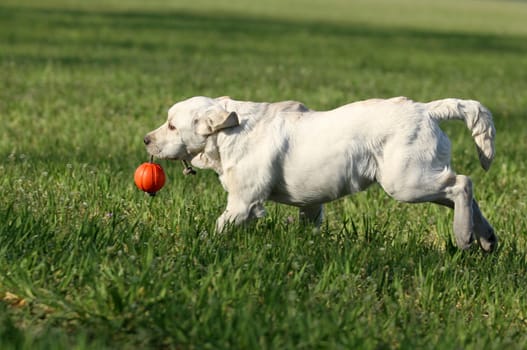 the nice yellow labrador playing in the park