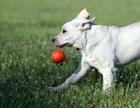 a nice yellow labrador playing in the park