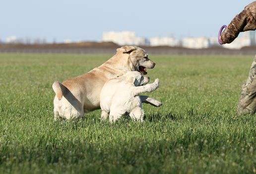 two yellow labrador playing in the park