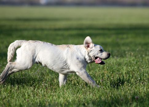 sweet yellow labrador playing in the park