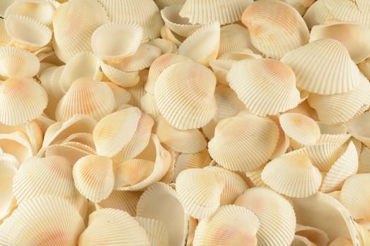 A closeup full frame image of many seashells of the same kind.