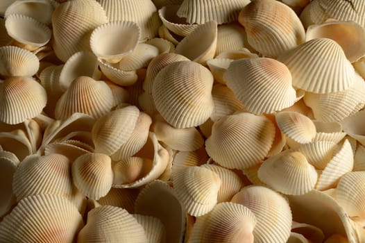 A closeup full frame image of textured seashells.