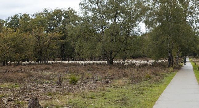 Kootwijk,holland,18-okt-2020:Shepard with flock of sheep grazing in national park de veluwe