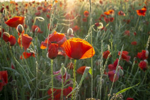 Red corn poppies in an agricultural field or meadow backlit at sunset with assorted wildflowers conceptual of spring