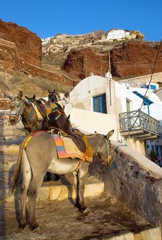 Mules waiting in Ammoudi to take up to Oia, seen on Santorini Island