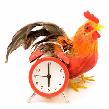 An isolated Rooster and alarm clock for a wake up call.