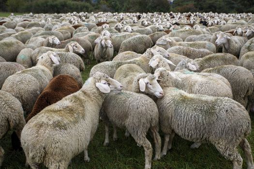 herd of sheep in summer