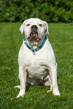 White coat adult American Bulldog dog outside in the yard