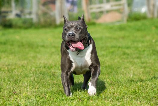 Blue brindle American Staffordshire Terrier dog or AmStaff is running on nature
