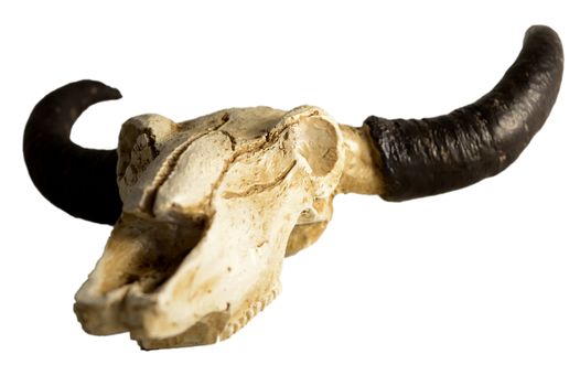 An isolated Rams Skull over a white background.
