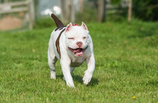 White American Bully puppy dog in move on nature on green grass.