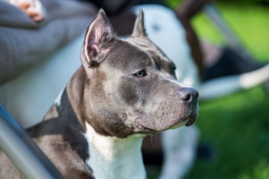 Female blue brindle American Staffordshire Terrier dog or AmStaff closeup outdoor