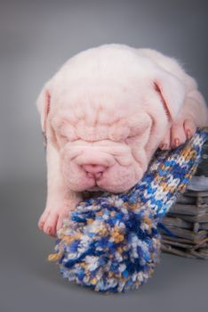 Funny small American Bulldog puppy dog is sleeping on gray blue background.