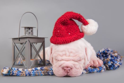 American Bulldog puppy dog with santa claus hat is sleeping. Christmas or New Year background
