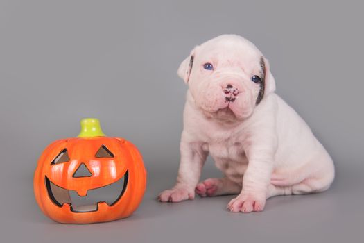 Funny American Bulldog puppy dog and orange little pumpkin, halloween card