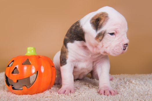 Funny American Bulldog puppy dog and orange little pumpkin, halloween card