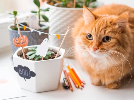 Cute ginger cat and flower pots with handmade decorations for Halloween. Painted ghost and pumpkin in flower pot with succulent plant. Cozy home.