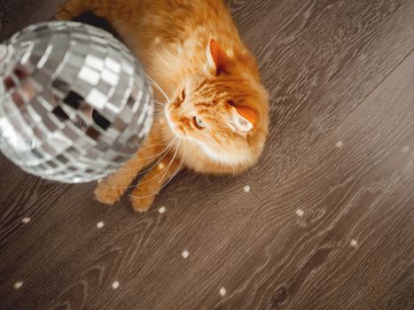 Cute ginger cat looks curiously on sun reflections from sparkling mirror disco ball. Fluffy pet and sunny morning in cosy home. Light and shadow.