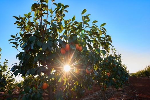 An extensive plantation of juicy and tasty persimmons