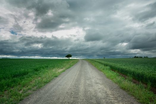 Dirt road through green fields with grain, rainy clouds on the sky, spring view