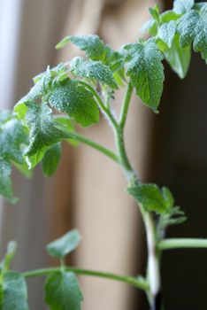 Closeup of a young tomato plant being grown in a greenhouse.