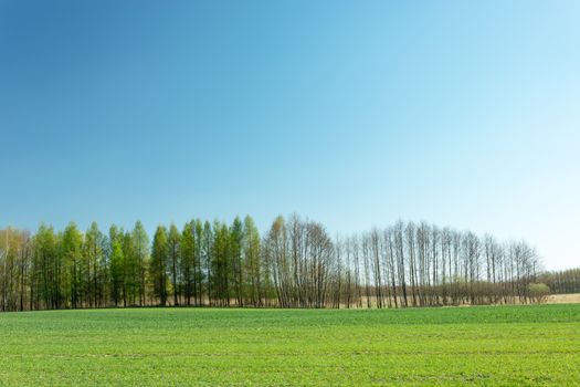 Green field strip, tree line and cloudless blue sky, spring view