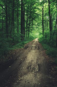 A dirt road through a green dark forest, view in summer day