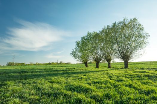 Willow trees growing on a green meadow and a white cloud on the blue sky