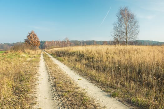 Sandy road to the forest, dry grass, trees and blue sky, view in sunny day