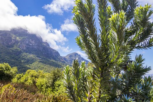 Silver tree Leucadendron argenteum in Kirstenbosch National Botanical Garden panorama, Cape Town, South Africa.